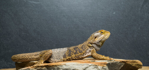 portrait lizard bearded dragon agama