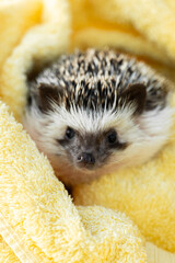 Hedgehog after swimming in a towel.African pygmy hedgehog. Hygiene and cleanliness of pets. Hedgehog after bathing in a towel