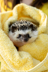 Hedgehog after swimming. Hedgehog after bathing in a towel in the hands of a child.Clean hedgehog in a towel.African pygmy hedgehog. © Yuliya
