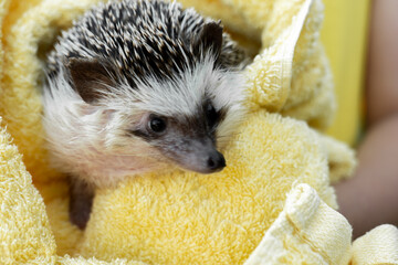 Hedgehog Hygiene . Hedgehog after bathing in a towel in the hands of a child.Clean hedgehog in a towel.African pygmy hedgehog. © Yuliya