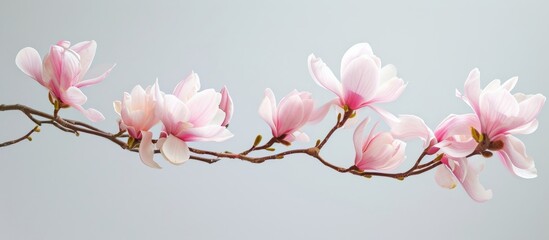 a branch of a magnolia tree with pink flowers on a gray background . High quality - obrazy, fototapety, plakaty