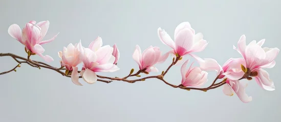 Deurstickers a branch of a magnolia tree with pink flowers on a gray background . High quality © 2rogan