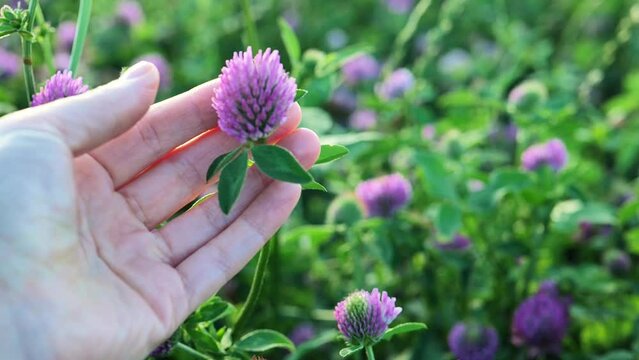 Red clover in a womans hand.Clover extract. hand strokes a red clover flower in a clover field .Useful herbs and flowers.Womens health flower. Valuable forage and medicinal plant. 4k footage