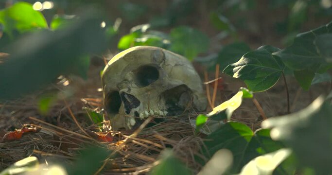 Human Skull in the Forest