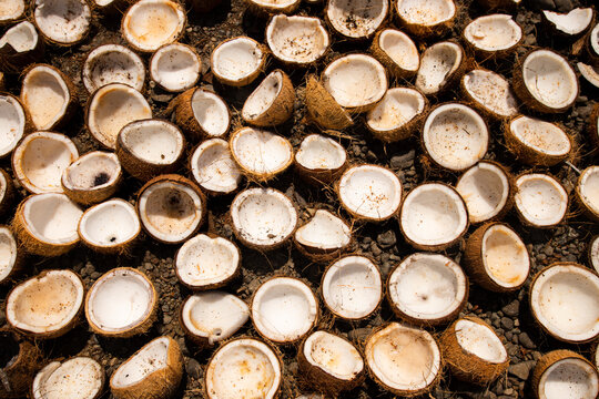 piles of coconuts dried in the sun to be made into copra. This copra will be processed into products made from coconut oil