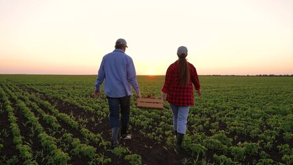 agriculture business concept. farmer teaches his senior colleague inspect harvest. harvesting box. two farmers sunset. potato soybean farming concept plantation. fresh grown soybean sprout agriculture