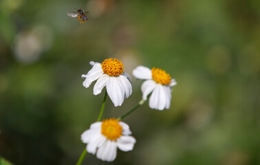 Chamomile flower and bee in the garden. 