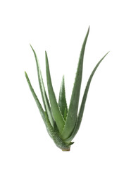 Green aloe vera plant isolated on white