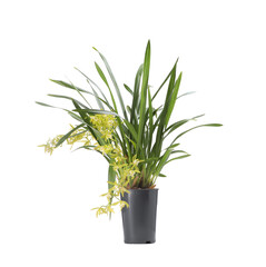 Vanilla orchid plant with yellow flowers in pot isolated on white