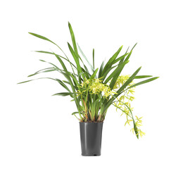 Vanilla orchid plant with yellow flowers in pot isolated on white