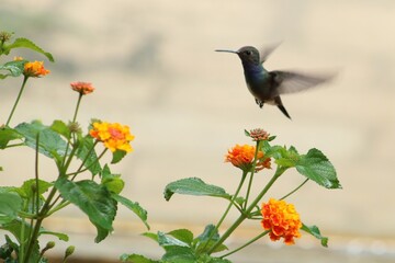 A tiny hummingbird flies over small colorful orange flowers while his wings flap so fast that we can see them moving.
