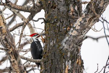 Male Pileated Woodpecker foraging on a tree bark