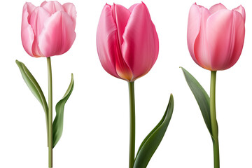 Obraz premium Set of Pink Tulip flowers, isolated on transparent background