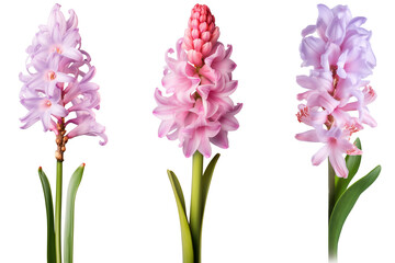 Fototapeta premium Set of Hyacinth flowers, isolated on transparent background