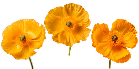 Set of Yellow Poppy flowers, isolated on transparent background
