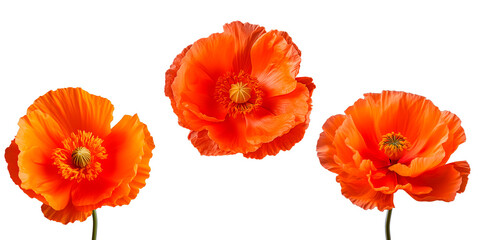 Obraz premium Set of Orange Poppy flowers, isolated on transparent background