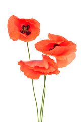Fototapeta premium Bouquet of wild red poppies isolated on a white background. Flat lay, top view