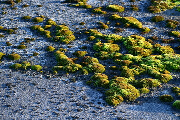Moss covered concrete.