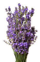 Fototapeta premium Bunch of lavender flowers isolated on a white background. Medical herbs. Floral bouquet, pattern, object. Flat lay, top view