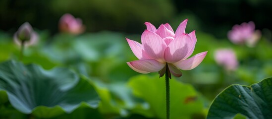 Fototapeta premium a pink lotus flower is surrounded by green leaves in a pond . High quality