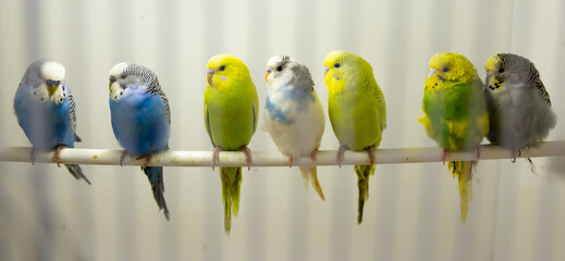 Variegated multi-colored budgerigars birds sit in a row on a stick