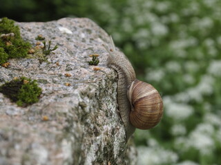 Snail climbing a mossy stone and peeking out when it reaches the top