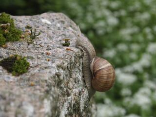 Snail climbing a mossy stone and peeking out when it reaches the top © Wirestock