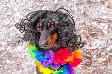 Flirty cute dachshund dog in curly wig, bright lei beads on neck looks seductively at camera, posing at photo shoot Puppy in festive outfit, a hairstyle with luxurious hair advertises shampoo for pets