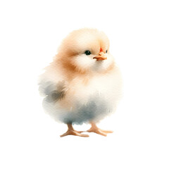 Obraz premium baby chicken