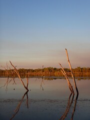 Dead tree stumps rise from the middle of a lake - a forest is on the distant shore. The sky is blue, with clouds catching the colours of sunset, which are reflected in the water.