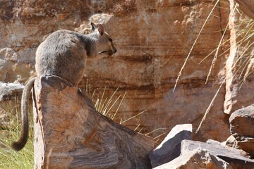 A short-eared rock wallaby sits on some sandstone, beside a cliff in the Kimberley region, Western Australia. He is seen in profile, with the black markings on his face and tail clearly visible. 