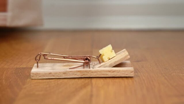 Close-up of dog paw moving wooden mousetrap with piece of cheese across floor, hunting for rodents, exterminating mice in the apartment Disinfection service, extermination of pests, rats trap, bait