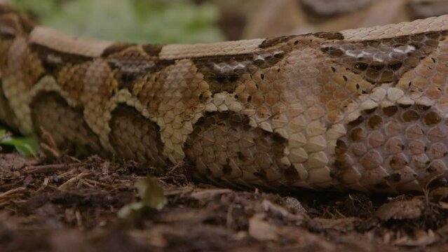 Close up gaboon viper scales slithering slow motion
