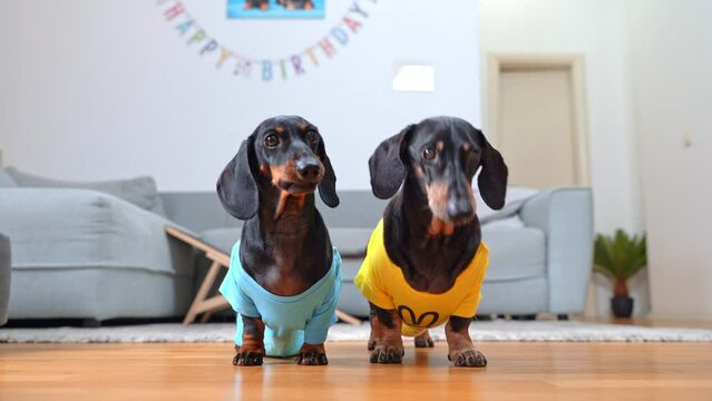 Two dachshund dogs in bright festive T-shirts stand on floor of decorated room congratulating duet on birthday, holiday party Pets barking demandingly, family protest Impatient dog attack, distract