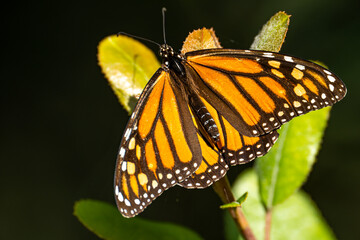 Close-up of Monarch butterfly (Danaus plexippus) on a pine tree. 