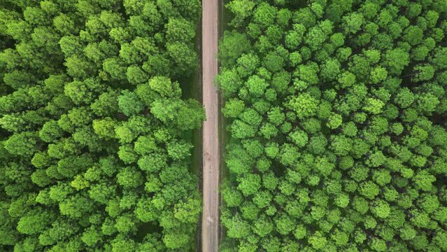Aerial view travelling above a Pine Forest plantation on the Sunshine Coast Queensland Australia.