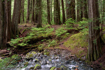 Fototapeta premium Beautiful coniferious forest as seen from a hiking trail.