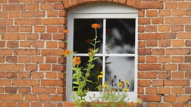 A single white-framed window on the red brick wall.  Fowers in the foreground.