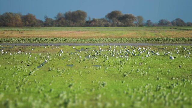 A flock of seagulls on the flooded meadow in rural Denmark.