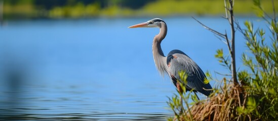 A majestic great blue heron with its long beak and elegant feathers perched on a tree branch overlooking a serene lake in the ecoregion of a lacustrine plain