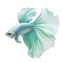 Beta fish beautiful on transparency background PNG