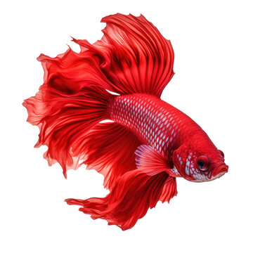 Beta fish beautiful color red on transparency background PNG