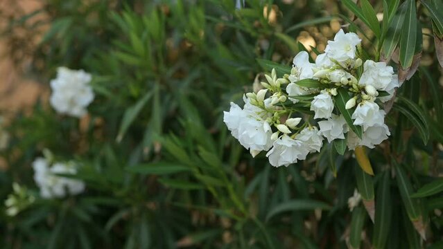 Beautiful oleander flower bush blossoming in Cabo