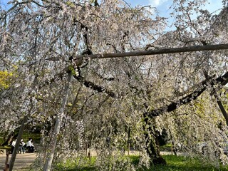 Fototapeta premium Sakura Season in Kyoto, Japan’s Ancient Capital