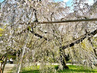 Fototapeta premium Sakura Season in Kyoto, Japan’s Ancient Capital