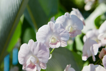 Close-up of white orchid blooming in the garden