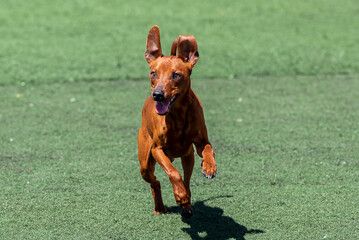 Brown pinchser in agility course
