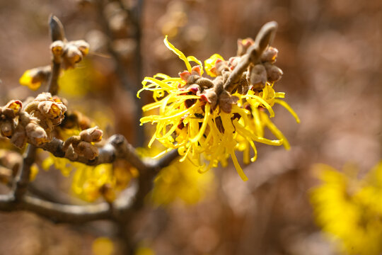 2월에 노란 꽃이 빼곡히 피어나는 봄 풍년화,flower, 네이처, 식물, 나무, 봄, yellow, 풍년화, 위치 하젤, witch hazel, 노란꽃, 봄꽃, hamamelis, xanthic flower, xanthic, hamaelis x intermedia&nbsp;'arnold promise', gold