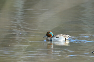 Birds, Huntley Meadows Park, Virginia