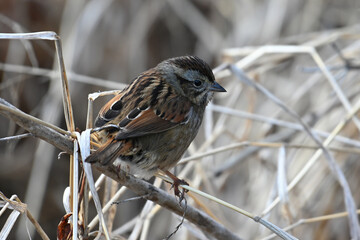 Birds, Huntely Meadows Park, Virginia